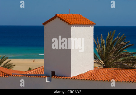 Tetto, Palm tree, spiaggia di sabbia e l'oceano, Isole Canarie Fuerteventura Foto Stock