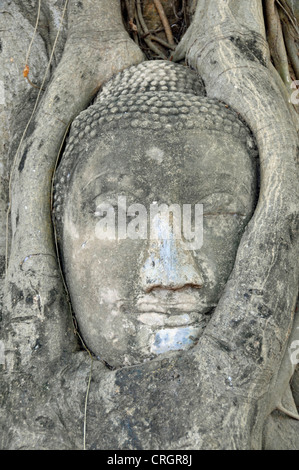 Bo tree (Ficus religiosa), arenaria testa di una statua del Buddha tra le radici di un albero di fico, Thailandia, Ayutthaya, Wat Mahathat Foto Stock