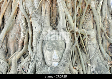 Bo tree (Ficus religiosa), arenaria testa di una statua del Buddha tra le radici di un albero di fico, Thailandia, Ayutthaya, Wat Mahathat Foto Stock