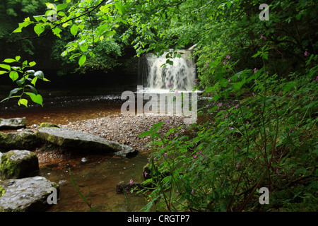 Di West Burton cade, Wensleydale, North Yorkshire. Fiori selvaggi crescono accanto al Fiume Ure in giugno. Foto Stock