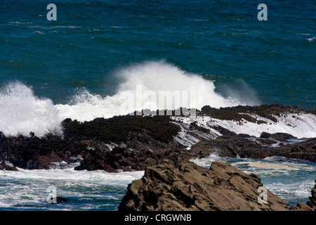 Le onde di colpire le rocce lungo la costa vicino a riva acri del parco statale, Oregon, Stati Uniti d'America in luglio Foto Stock