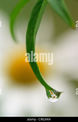 Leucanthemum vulgare, Daisy, Margherita occhio di bue fuori fuoco come sfondo di una foglia con una goccia d'acqua. Foto Stock