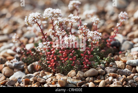 Sedum album, Stonecrop, bianco Foto Stock