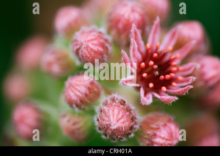 Sempervivum copernicia, semprevivo Foto Stock