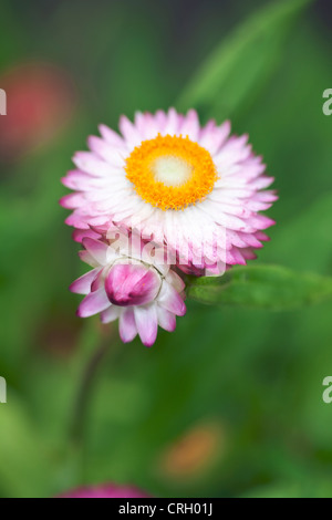 Bracteantha bracteata, fiore eterna Foto Stock