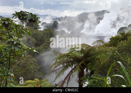 Primaeval scena a Te Puia area geotermica, a Rotorua, Nuova Zelanda 2 Foto Stock