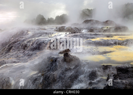 Primaeval scena a Te Puia area geotermica, a Rotorua, Nuova Zelanda 3 Foto Stock