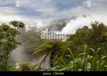 Primaeval scena a Te Puia area geotermica, a Rotorua, Nuova Zelanda 7 Foto Stock