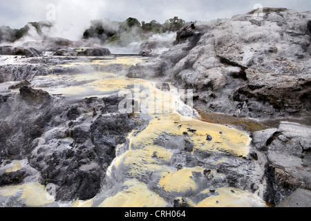 Primaeval scena a Te Puia area geotermica, a Rotorua, Nuova Zelanda 10 Foto Stock