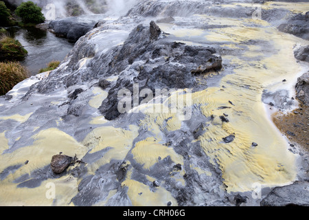 Primaeval scena a Te Puia area geotermica, a Rotorua, Nuova Zelanda 11 Foto Stock