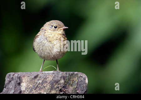 Un bambino Robin (Erithacus rubecula) alertly arroccato su un ceppo di albero. Foto Stock