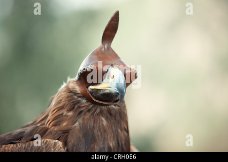 Falcone da caccia con cappa in pelle Foto Stock