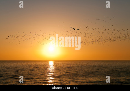 Una mumura di stelle vista sul mare contro un sole tramontante da Brighton Pier, Sussex, UK, nel tardo inverno Foto Stock