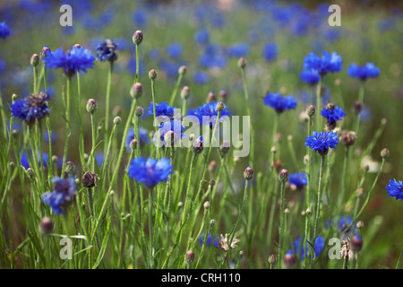 Centaurea cyanus, Fiordaliso Foto Stock
