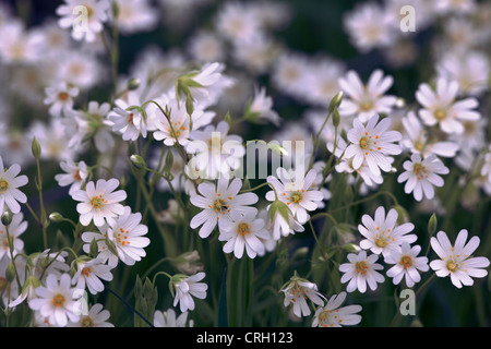 Stellaria holostea, Stitchwort Foto Stock