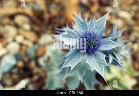 Eryngium maritimum, mare holly Foto Stock