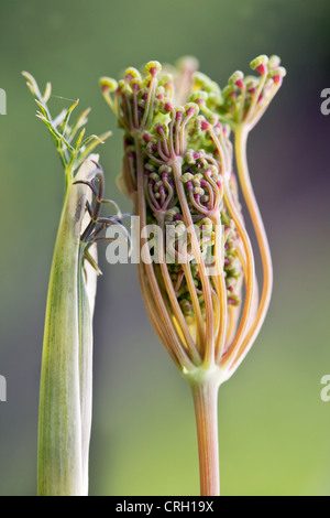 Foeniculum vulgare " Purpureum', Finocchio, Bronzo foglie di finocchio apertura. Foto Stock