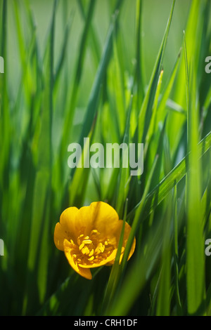 Rananculus repens, Buttercup, Ranuncolo strisciante Foto Stock