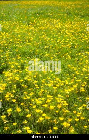 Rananculus repens, Buttercup, Ranuncolo strisciante Foto Stock