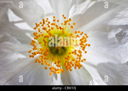 Carpenteria californica, Anemone, anemone ad albero Foto Stock