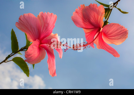 Hibiscus rosa-sinensis, Hibiscus Foto Stock