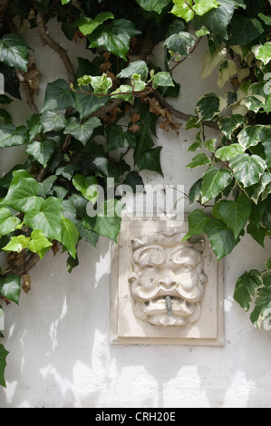 Hedera helix, Edera Foto Stock