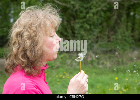 Orologio di tarassaco essendo soffiato; donna Foto Stock