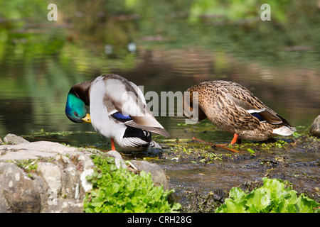 Germani reali; Anas platyrhynchos; coppia preening; Regno Unito Foto Stock