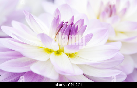 Dahlia 'Sandia Melody", dalia Foto Stock