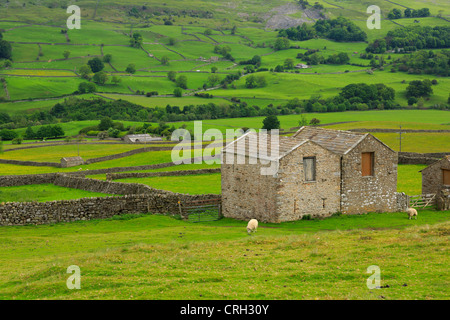 Swaledale, Yorkshire Dales National Park. Fienili in pietra e muri in pietra a secco sono tipiche del paesaggio nel Yorkshire Dales. Foto Stock