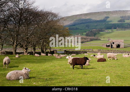 Un campo di ovini in Yorkshire date