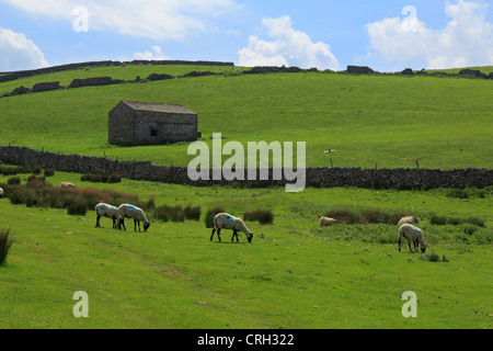 Nuova tosatura pecore pascolano in un pascolo in Swaledale, North Yorkshire Foto Stock