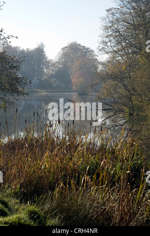 Giunco di palude dal lago di Poynton Park cheshire england Foto Stock