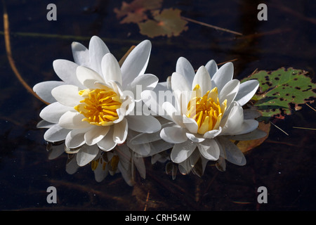 White water lilies, probabilmente Nymphaea odorata, sul laghetto di francese, Nord Haverhill, NH Foto Stock