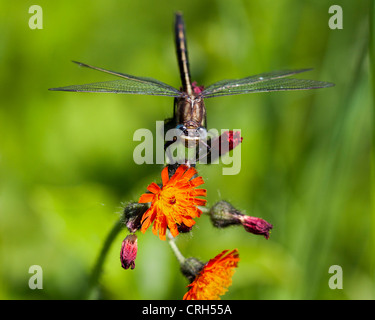 Dragonfly appollaiato su Devil's pennello (arancione hawkweed) fiore. Foto Stock