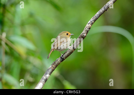 Bella rufous-browed flycatcher(Ficedula solitaris) nella foresta thailandese Foto Stock