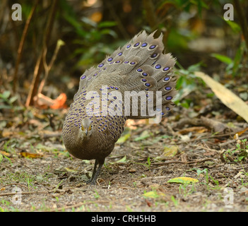 Bel maschio grigio-blu pavone fagiano (Polyplectron bicalcaratum) nella foresta thailandese Foto Stock