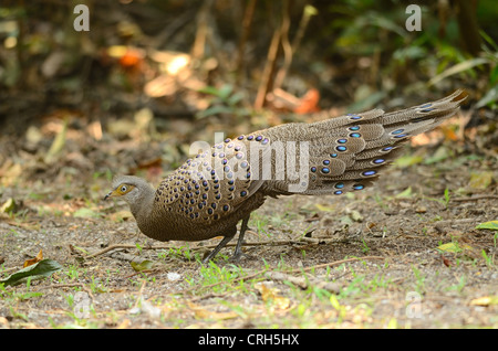 Bel maschio grigio-blu pavone fagiano (Polyplectron bicalcaratum) nella foresta thailandese Foto Stock