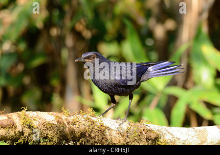 Bella blu sibilo tordo (Myiophoneus caeruleus) nella foresta thailandese Foto Stock