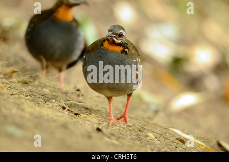 Bella rufous-throated pernice (Arborophila rufogularis) nella foresta thailandese Foto Stock