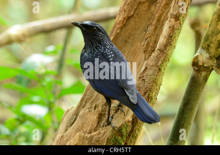 Bella blu sibilo tordo (Myiophoneus caeruleus) nella foresta thailandese Foto Stock