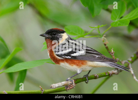 Alloggiamento maschio-breasted trillo durante la migrazione a molla, Ohio Foto Stock