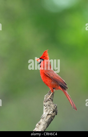 Il Cardinale nord maschio sul ramo, Rio Grande Valley, Texas Foto Stock