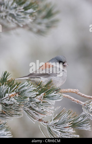 Dark-eyed Junco, a testa grigia formare sulla coperta di neve ramo di conifere in Nuovo Messico montagne Foto Stock