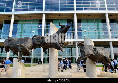 La scultura in bronzo di tori infuria davanti al Reliant Stadium. Houston Texas, Stati Uniti d'America. Foto Stock