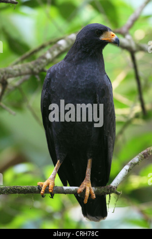 Mangrove Black Hawk (Buteogallus subtilis) nella foresta pluviale. Parco Nazionale di Corcovado, Osa Peninsula, Costa Rica. Marzo 2012. Foto Stock