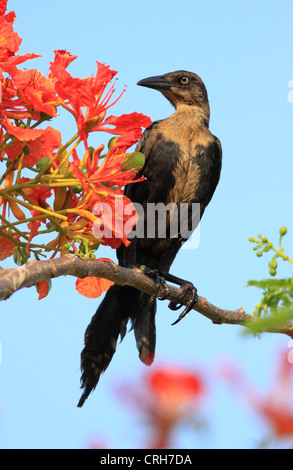 Grande femmina-tailed Grackle (Quiscalus mexicanus). Conchal, Guanacaste in Costa Rica. Aprile 2012. Foto Stock