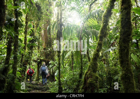 Gli escursionisti in Monteverde Cloud Forest Preserve, Costa Rica. Gennaio 2012. Foto Stock