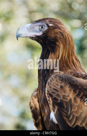 Il cuneo-tailed Eagle, Aquila audax, l'Australia è il più grande uccello vivente di preda e uno dei più grandi aquile in tutto il mondo. Foto Stock