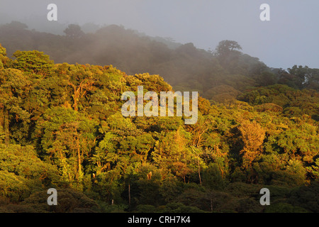 Nel tardo pomeriggio il sole illumina Monteverde Cloud Forest Preserve, Costa Rica. Gennaio 2012. Foto Stock